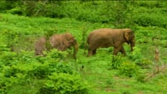 Two Elephants Scare In Bhamini Mandal: పార్వతీపురం మన్యం జిల్లాలో ఏనుగుల భయం | DNN | ABP Desam