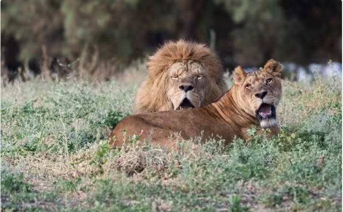 ਸ਼ੇਰ ਦੇ ਦੰਦ ਛੋਟੇ ਹੁੰਦੇ ਹਨ, ਪਰ ਉਹ ਥੋੜੇ ਚੌੜੇ ਹੁੰਦੇ ਹਨ।