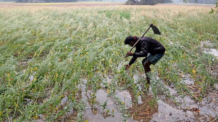 Yavatmal maharashtra rain update famer Loss of crops on 75 hectares detail marathi news Yavatmal News : यवतमाळमध्ये पावसाचा कहर, जवळपास पाऊण लाख हेक्टरवरील पिकांचे नुकसान