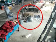 Pune Leopard News : दबक्या पावलांनी आला, मालकासमोरच कुत्र्याला घेऊन गेला; बिबट्याच्या वावरामुळे नागरिक धास्तावले...