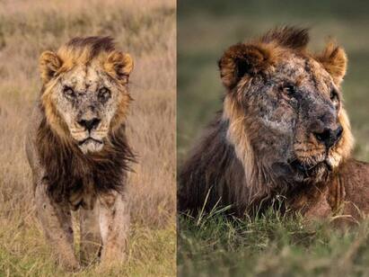 Worlds oldest lion Loonkito 19 years old died in Kenya know details Worlds Oldest Lion Death:  பெரும் சோகம்.. உலகின் மிக வயதான சிங்கம் கொலை - நடந்தது என்ன?