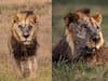 Worlds Oldest Lion Death: பெரும் சோகம்.. உலகின் மிக வயதான சிங்கம் கொலை - நடந்தது என்ன?