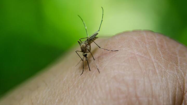 Dengue Fever:ডেঙ্গিতে কাহিল? বিশেষত জ্বর কমার পর মারাত্মক দুর্বলতা কিছুতেই যেন যেতে চায় না অনেকেরই। সেক্ষেত্রে আরও বেশি করে খাবারদাবারের দিকে নজর দেওয়া দরকার।