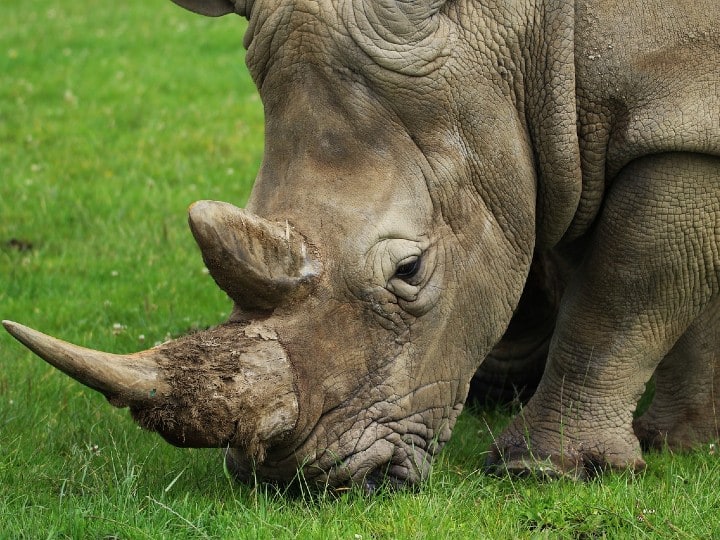 Rhino Horn facts Know why Rhino horn is so expensive check here all