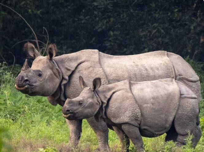 is bulletproof vest made of rhinoceros skin know the truth and how strong is its skin ਗੈਂਡੇ ਦੀ ਚਮੜੀ ਤੋਂ ਬਣਦੀ ਹੈ ਬੁਲੇਟਪਰੂਫ ਜੈਕੇਟ ? ਜਾਣੋ ਇਸ ਦਾਅਵੇ 'ਚ ਕਿੰਨੀ ਕੁ ਸੱਚਾਈ