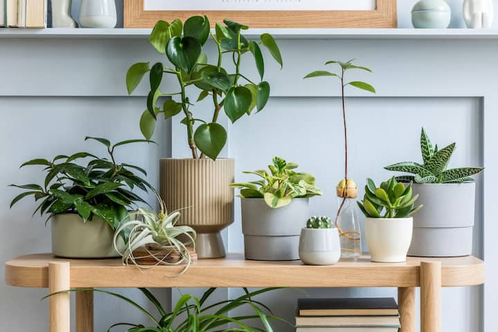 Importance of plants in Vastu: বাস্তু অনুসারে, এমন কিছু গাছপালা  আছে যা বাড়িতে থাকলে পরিবেশ থেকে নেতিবাচক শক্তি দূর করতে সাহায্য করে এবং ইতিবাচক শক্তি আকর্ষণ করে।