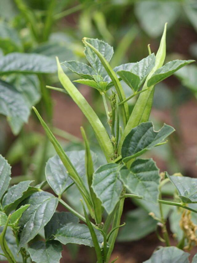 கொத்தவரங்காய் சாப்பிடுவதால் ஏற்படும் நன்மைகள் என்ன தெரியுமா?