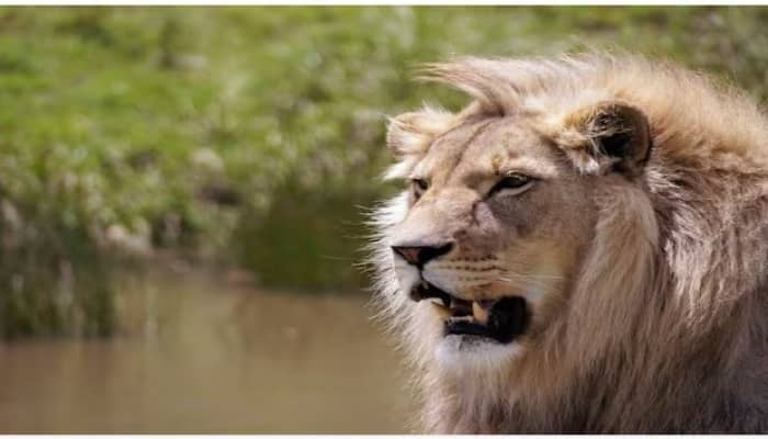 Lion Teeth Facts : ਜੰਗਲ ਦੇ ਰਾਜਾ ਸ਼ੇਰ ਬਾਰੇ ਬਹੁਤ ਸਾਰੀਆਂ ਕਹਾਣੀਆਂ ਹਨ ਅਤੇ ਸ਼ੇਰ ਨਾਲ ਜੁੜੇ ਕਈ ਤੱਥ ਹਨ, ਜਿਨ੍ਹਾਂ ਬਾਰੇ ਲੋਕ ਜਾਣਨਾ ਪਸੰਦ ਕਰਦੇ ਹਨ। ਤਾਂ ਆਓ ਅੱਜ ਜਾਣਦੇ ਹਾਂ ਸ਼ੇਰ ਦੇ ਦੰਦਾਂ ਬਾਰੇ...