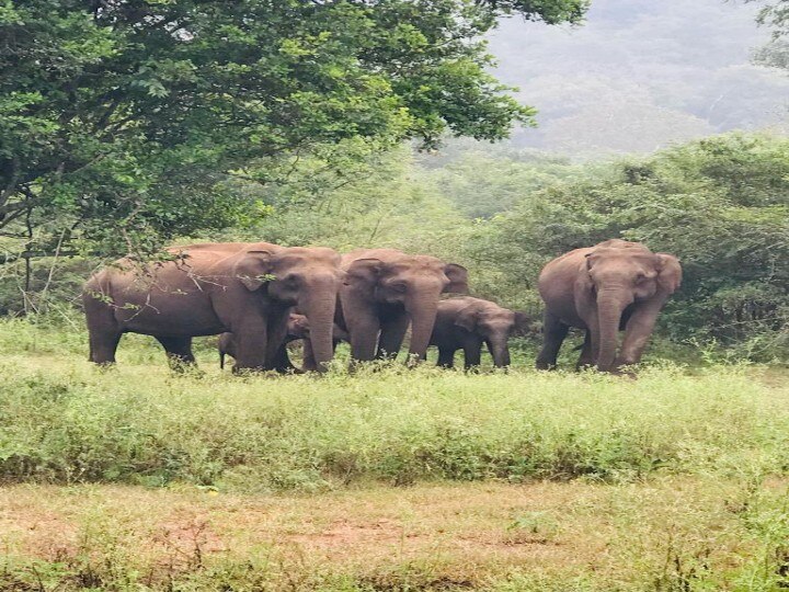 Elephants Census: காட்டு யானைகள் கணக்கெடுப்பு பணிகள் துவக்கம் - 4 மாநில வனத்துறையினர் பங்கேற்பு