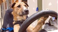 नशे में धुत ड्राइवर ने पुलिस से बचने के लिए किया गजब कारनामा, ड्राइविंग सीट पर अपने कुत्ते को बैठाया