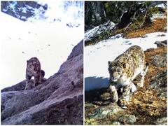 Snow Leopards Sighted In Jammu & Kashmir's Kishtwar National Park. See Pics