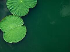 इन पत्तों पर खाना खाने से कोसों दूर रहती है ये गंभीर बीमारियां...आप भी जानिए इनके नाम