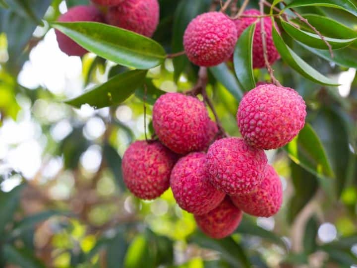 Litchi Health Benefits Know How Litchi Fruit Can Improve Your Health | Litchi Benefits: गर्मियों में जरूर खाएं लीची, शरीर की कई बीमारियों होंगी दूर, मिलेंगे ये अद्भुत फायदे