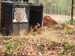 तमोर पिंगला अभ्यारण्य में छोड़े गए 40 से अधिक जानवर, चीतलों की संख्या में इजाफा
