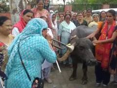 गहलोत सरकार के खिलाफ मैदान में उतरीं महिला नर्सिंग कर्मचारी, भैंस के आगे बीन बजाकर किया प्रदर्शन