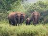 Elephants Census: காட்டு யானைகள் கணக்கெடுப்பு பணிகள் துவக்கம் - 4 மாநில வனத்துறையினர் பங்கேற்பு