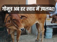 खट्टा, मीठा, नमकीन... अब हर स्वाद में उपलब्ध होगा गोमूत्र