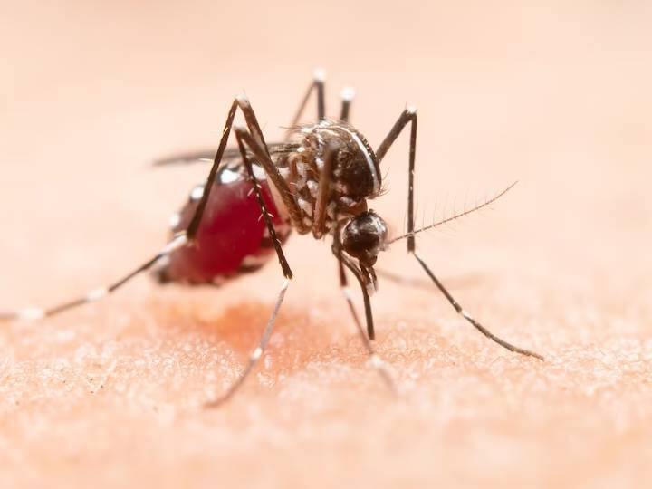 Dengue vaccine India moves closer to getting its first indigenous vaccine Dengue vaccine: डेंगू से लड़ने के लिए भारत को जल्‍द मिलेगी वैक्‍सीन, दुनियाभर में हर साल इतने करोड़ लोग पड़ते हैं बीमार