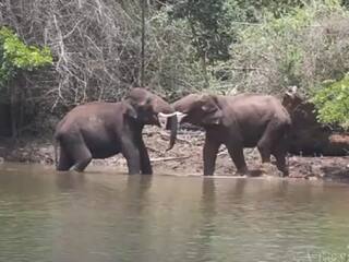 Footage of two wild elephants fighting is going viral on social media TNN |  Watch video: ஆக்ரோசமாக மோதிக்கொண்ட கொம்பன் யானைகள்; சினிமா காட்சிகளை  மிஞ்சிய நிஜ சண்டை - வைரல் வீடியோ