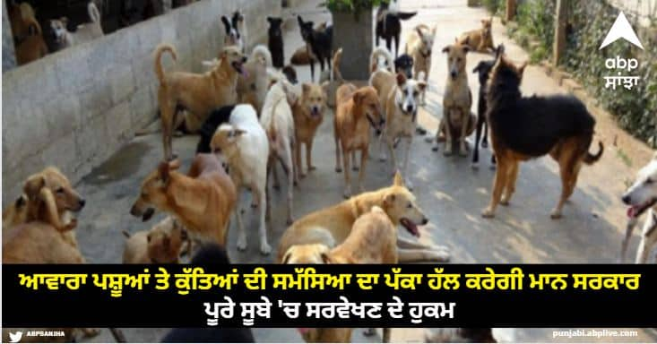 Bhagwant Mann government will definitely solve the problem of stray animals and dogs orders survey in the entire state ਆਵਾਰਾ ਪਸ਼ੂਆਂ ਤੇ ਕੁੱਤਿਆਂ ਦੀ ਸਮੱਸਿਆ ਦਾ ਪੱਕਾ ਹੱਲ ਕਰੇਗੀ ਭਗਵੰਤ ਮਾਨ ਸਰਕਾਰ, ਪੂਰੇ ਸੂਬੇ 'ਚ ਸਰਵੇਖਣ ਦੇ ਹੁਕਮ