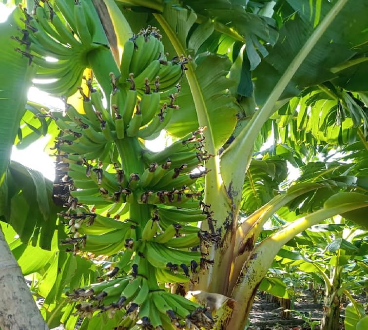 Gujarat Agriculture News: Upleta farmer gets double income with minimal cost in banana cultivation with natural method Banana Farming: ઉપલેટાના ખેડૂતે પ્રાકૃતિક પદ્ઘતિથી કરી કેળાની ખેતી,  મામૂલી ખર્ચે મેળવી તોતિંગ આવક