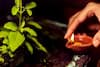 Tulsi Puja: તુલસીના છોડ પાસે દીવો પ્રગટાવવાથી દૂર થાય છે અસૂરી શક્તિ, મળે છે અનેક લાભ