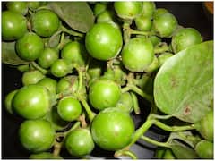 Rare Fruit Lasoda: కేవలం వేసవిలోనే ఈ పండు లభిస్తుంది, కనిపిస్తే కచ్చితంగా తినాల్సిందే