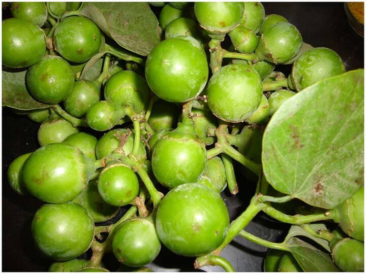Lasoda fruit is available only in summer, if you see it, you must eat it Rare Fruit Lasoda: కేవలం వేసవిలోనే ఈ పండు లభిస్తుంది, కనిపిస్తే కచ్చితంగా తినాల్సిందే