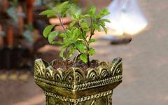 Tulsi Puja: તુલસીના છોડ પાસે દીવો પ્રગટાવવાથી દૂર થાય છે અસૂરી શક્તિ, મળે છે અનેક લાભ