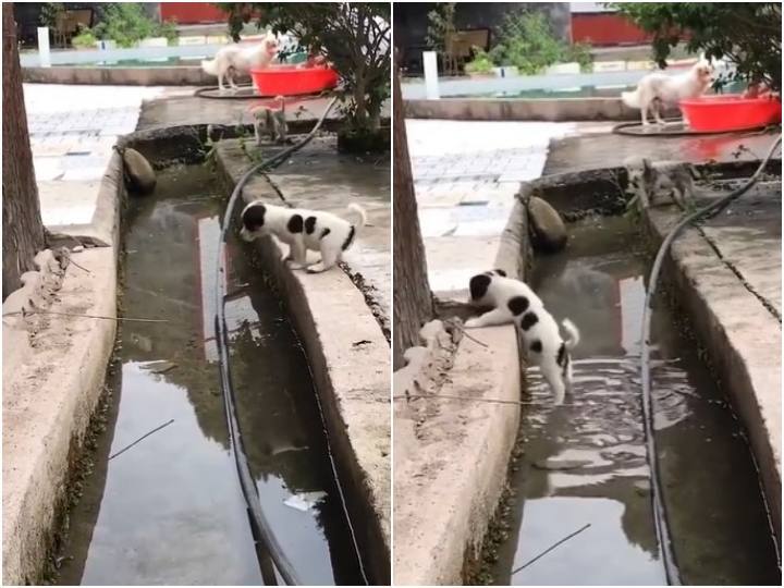 Harsh Goenka shares powerful life-lesson with video of a puppy trying to cross a drain  कई कोशिशों के बाद पिल्ले ने पार किया नाला, लोग बार-बार देख रहे हैं ये वीडियो