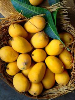 ਕੀ ਅੰਬ ਖਾਣ ਤੋਂ ਪਾਣੀ ਜਾਂ ਕੋਲਡ ਡਰਿੰਕ ਪੀਣਾ ਹੈ ਖਤਰਨਾਕ?, ਇੱਥੇ ਜਾਣੋ ਇਸ ਸਵਾਲ ਦਾ ਜਵਾਬ