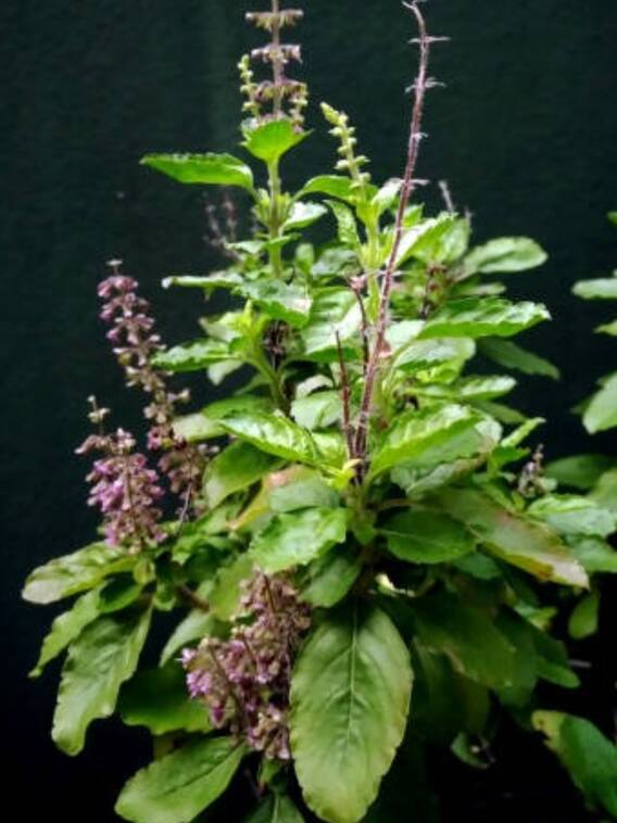 गर्मी में तुलसी के पौधे की ऐसे करें देखभाल