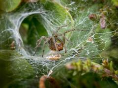 दुनिया की सबसे खतरनाक मकड़ी! जो सांप हो या चमगादड़, किसी को भी नहीं छोड़ती