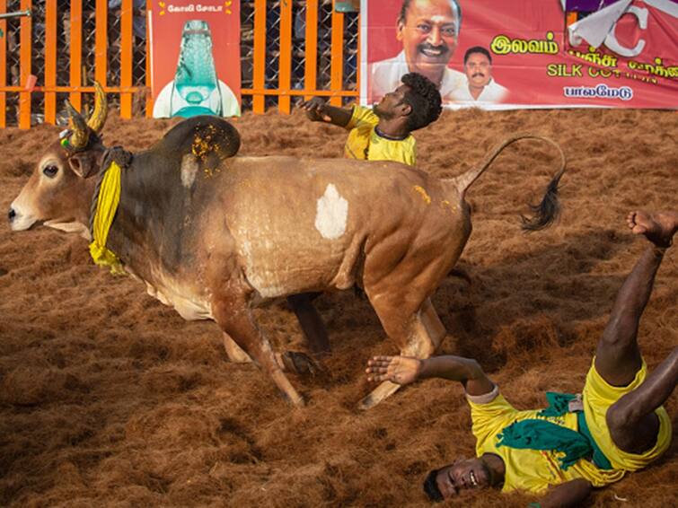 Supreme Court Verdict Today On Pleas Challenging Law Allowing Bull-Taming Sport ‘Jallikattu’