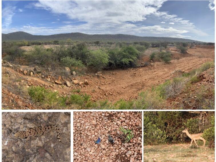 Thoothukudi new species of lizard, also named Tuticorin Brookish Gecko, has been discovered in the Vallanadu Hills TNN Lizard: வல்லநாடு மலைப்பகுதியில் புதிய வகை பல்லியினம் கண்டுபிடிப்பு - இந்த பல்லிக்கு என்ன பெயர் தெரியுமா..?