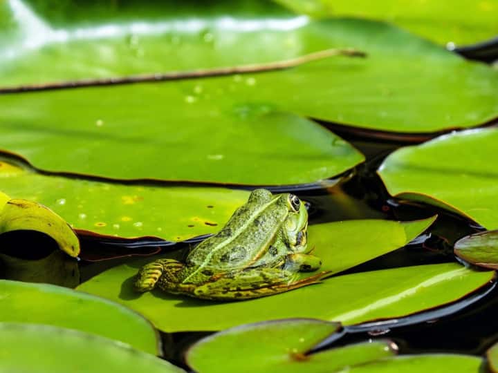 ये जीव पानी में रहता है, लेकिन कभी मुंह से उसे पीता नहीं है... इसका नाम जरूर सुना होगा आपने