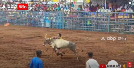 SC Allows Jallikattu As a Sport : జల్లికట్టు తమిళనాడు సంస్కృతిలో భాగమన్న సుప్రీంకోర్టు | ABP Desam