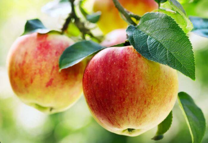 સફરજન એક એવું સમર ફ્રૂટ છે, જેને ડાયટમાં સામેલ કરવાથી અનેક ફાયદા થઈ શકે છે. તેમાં વિટામીન સી, વિટામીન ઈ, એ, સેલેનિયમ જેવા શક્તિશાળી એન્ટીઓક્સીડેંટ મળી આવે છે. આ ફાયબર રિચ ફૂડ છે, જેને ડાયટમાં સામેલ કરીને વજન ઘટાડી શકાય છે.