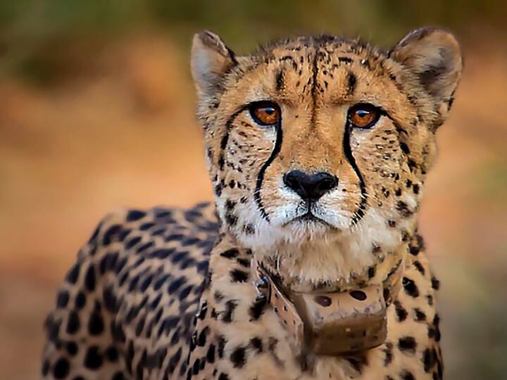Madhya Pradesh South African Female Cheetah That Went Untraceable In Kuno National Park Captured After 22 Days radio collar stopped working South African Female Cheetah That Went Untraceable In MP's Kuno Captured After 22 Days