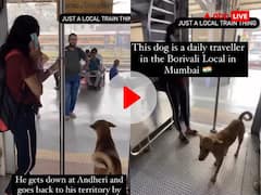 Watch: मुंबई लोकल ट्रेन का परमानेंट पैसेंजर बना ये स्ट्रीट डॉग, रोज एक ही समय पर करता है सफर, वीडियो वायरल