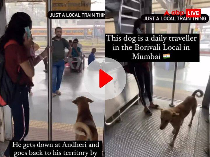 Mumbai local train street dog video viral travelling at same time daily watch trending video Watch: मुंबई लोकल ट्रेन का परमानेंट पैसेंजर बना ये स्ट्रीट डॉग, रोज एक ही समय पर करता है सफर, वीडियो वायरल