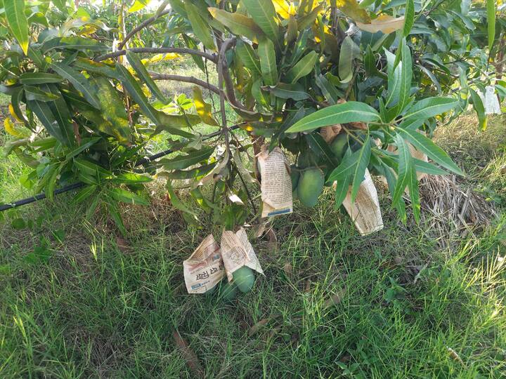 सोलापूरच्या आंबा महोत्सवातल्या छोट्या स्टॅालमधले बलदंड आंबे पिकवलेत