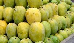 Summer Fruits Benefits: ઉનાળામાં આ ફ્રૂટને ડાયટમાં જરૂર કરો સામેલ, થશે આ અદ્ભૂત લાભ