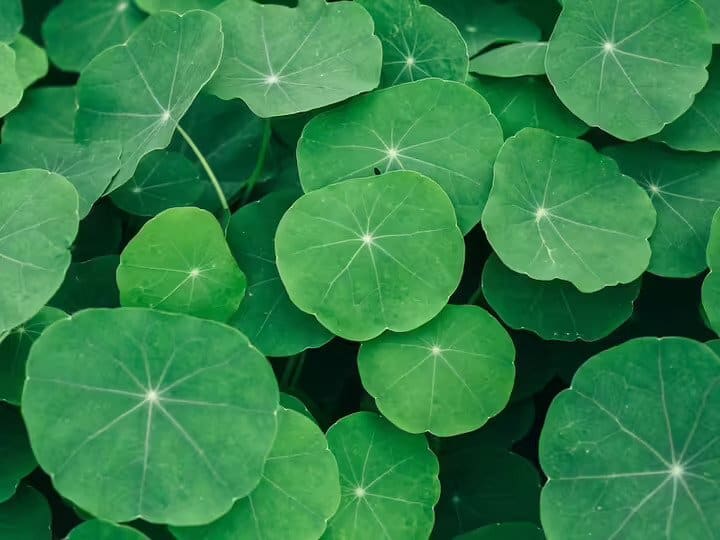 What is gotu kola herb which is giving competition to expensive skin products.. know its benefits