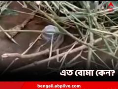 তৃণমূল নেতার বাড়ির ছাদে বিস্ফোরণ! ঝলসে গেল নেতার ছেলের হাত