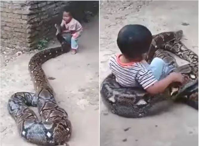 a kid is seen holding neck of python and then sitting on its back and enjoying ride ਪਹਿਲਾਂ ਜਵਾਕ ਨੇ ਫੜ੍ਹੀ ਅਜਗਰ ਦੀ ਧੌਣ, ਨਹੀਂ ਆਇਆ ਲੋਟ ਤਾਂ ਉੱਤੇ ਬੈਠ ਕੇ ਕੀਤੀ ਸਵਾਰੀ, ਦੇਖੋ ਵੀਡੀਓ