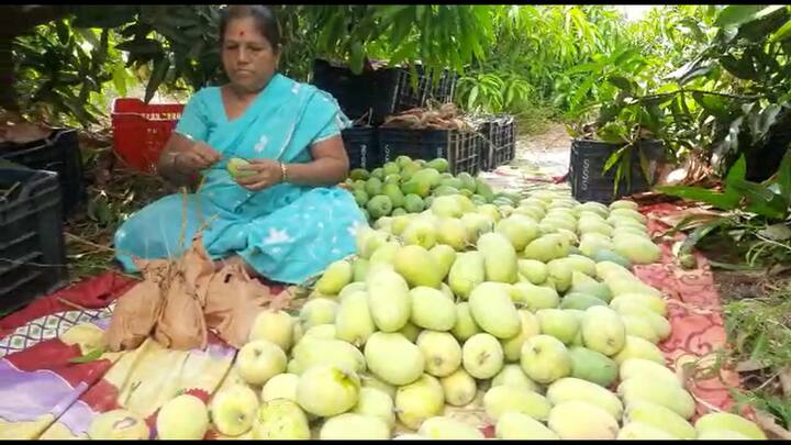 होमिओपॅथी औषधामुळे फक्त दहा दिवसात बराच फरक पडल्याचा दावा घाडगे करतायत. या बलदंड आंब्याचं नामकरण शरद मँगो असं त्यांनी केलं आहे.