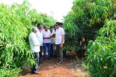 Solapur News:   तब्बल दोन ते अडीच किलो वजनाचा एक आंबा, अरण गावचे शेतकरी दत्तात्रय घाडगे यांचा यशस्वी प्रयोग