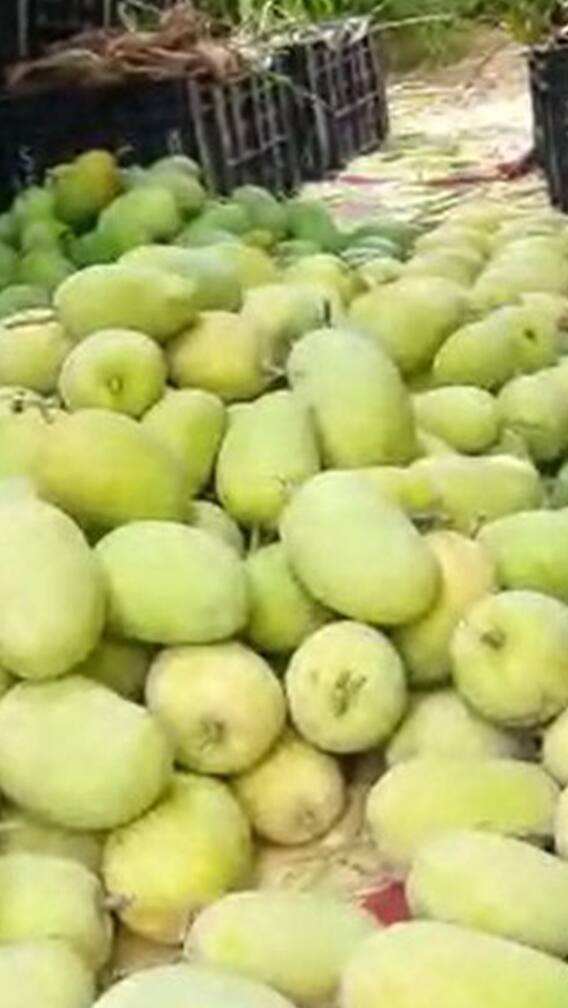 तब्बल दोन ते अडीच किलो वजनाचा एक आंबा...