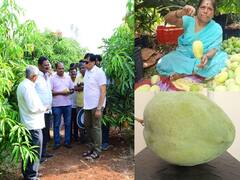 Solapur News:   तब्बल दोन ते अडीच किलो वजनाचा एक आंबा, अरण गावचे शेतकरी दत्तात्रय घाडगे यांचा यशस्वी प्रयोग